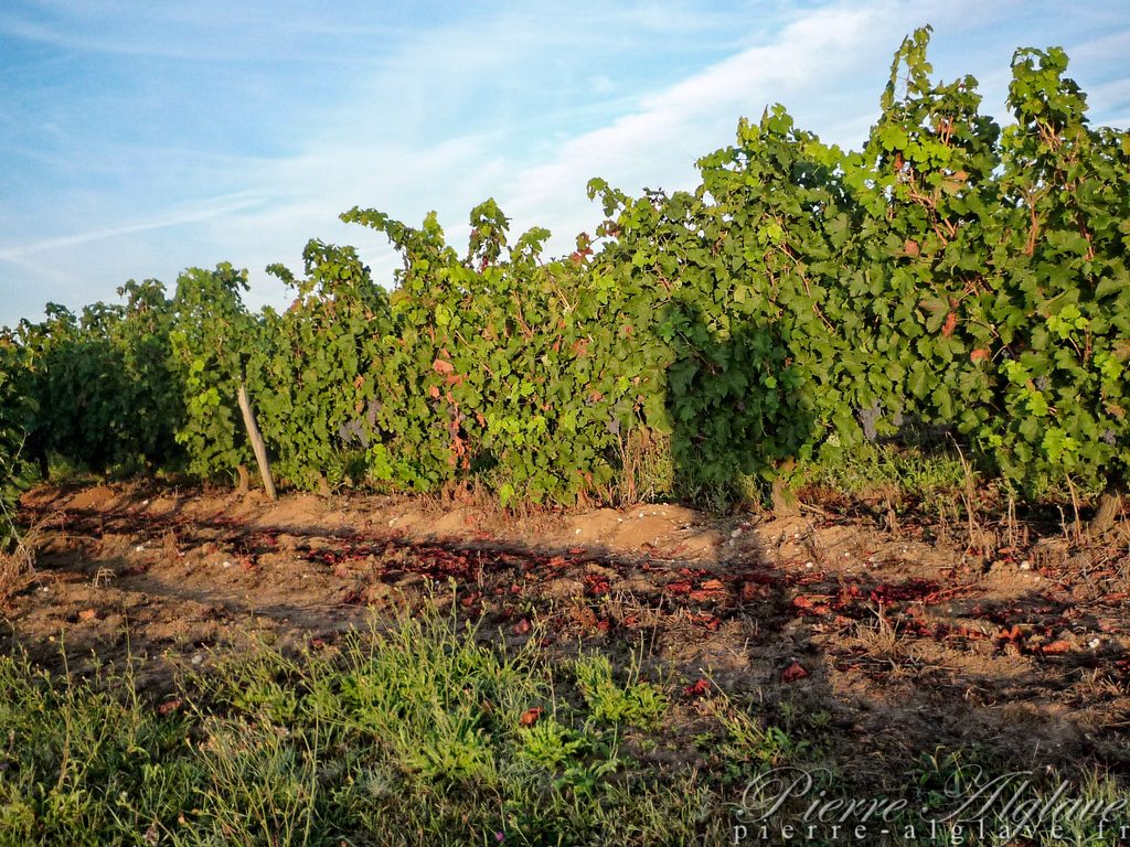 A travers les vignes sur la voie de Tours du Chemin de Compostelle.