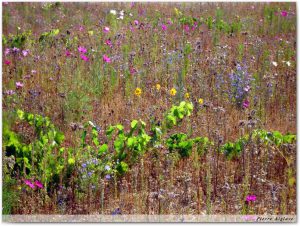 Champ en fleurs