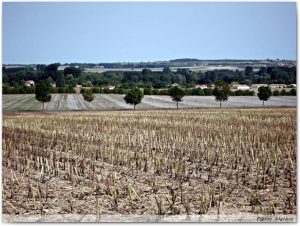 Le chemin