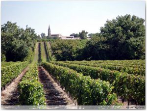 Retour de la vigne