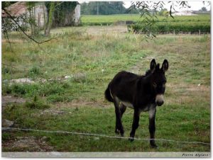 Rencontre sur le chemin