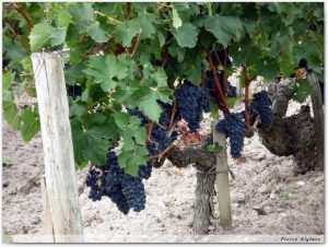 Vignes à Margaux