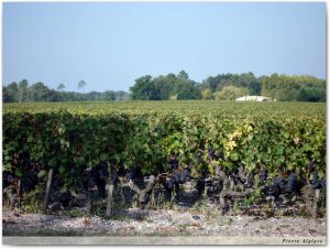 Les vignes