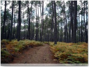 Le chemin